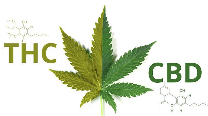 You are currently viewing Legality and Difference Between CBD and THC
